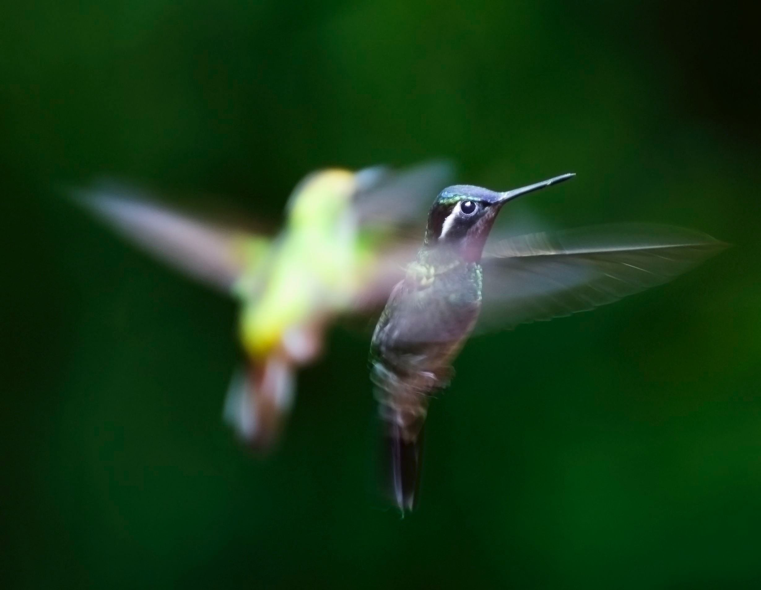 hummingbird