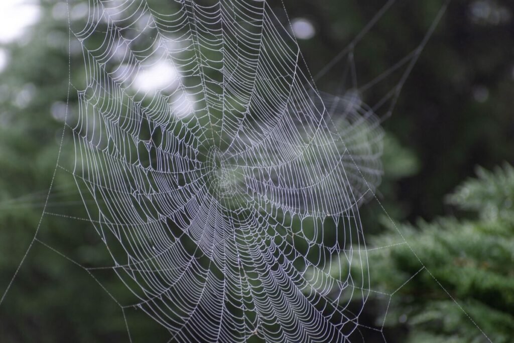 spiderweb, technical seo